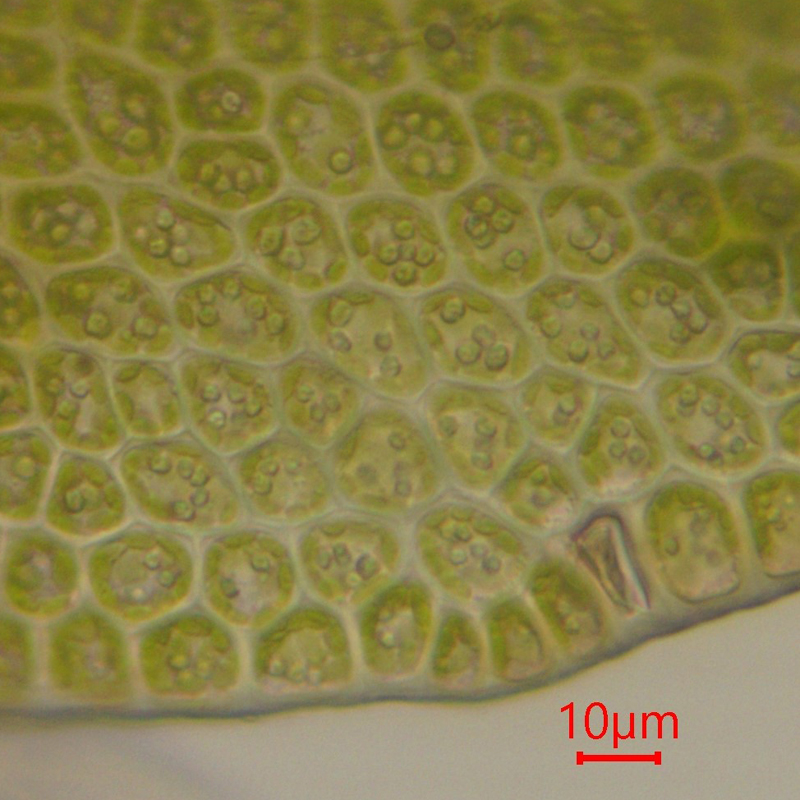 Tritomaria exsecta